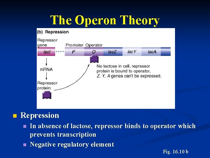 The Operon Theory n Repression n n In absence of lactose, repressor binds to