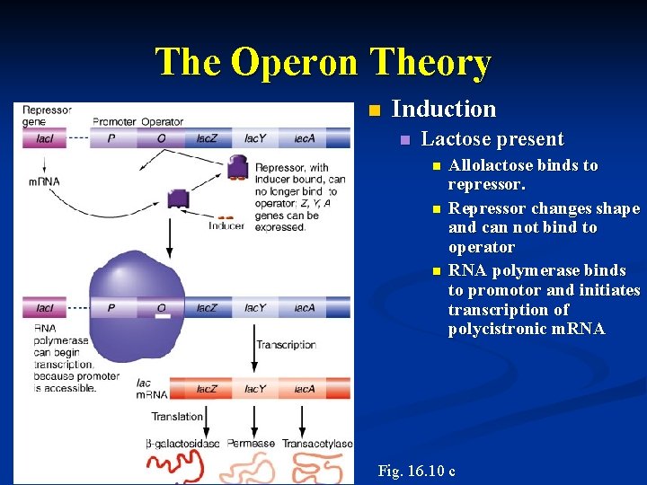 The Operon Theory n Induction n Lactose present n n n Allolactose binds to