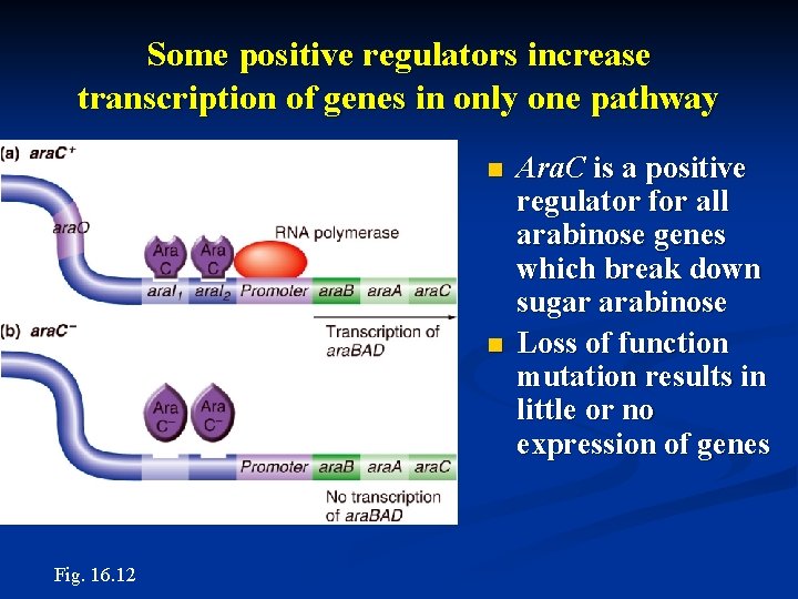 Some positive regulators increase transcription of genes in only one pathway n n Fig.