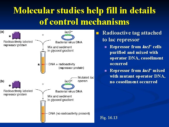 Molecular studies help fill in details of control mechanisms n Radioactive tag attached to