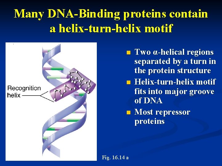 Many DNA-Binding proteins contain a helix-turn-helix motif n n n Fig. 16. 14 a
