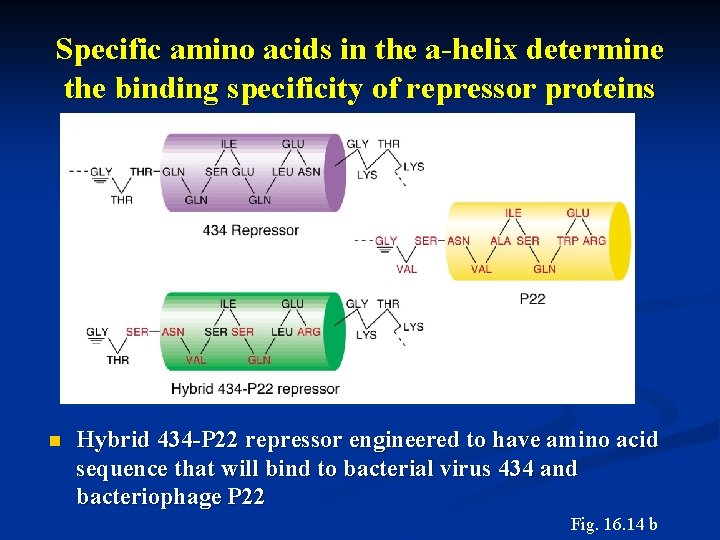 Specific amino acids in the a-helix determine the binding specificity of repressor proteins n