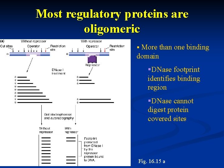 Most regulatory proteins are oligomeric § More than one binding domain §DNase footprint identifies