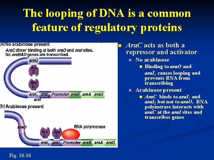 The looping of DNA is a common feature of regulatory proteins n Ara. C