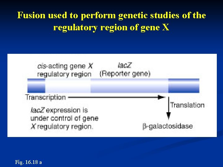 Fusion used to perform genetic studies of the regulatory region of gene X Fig.