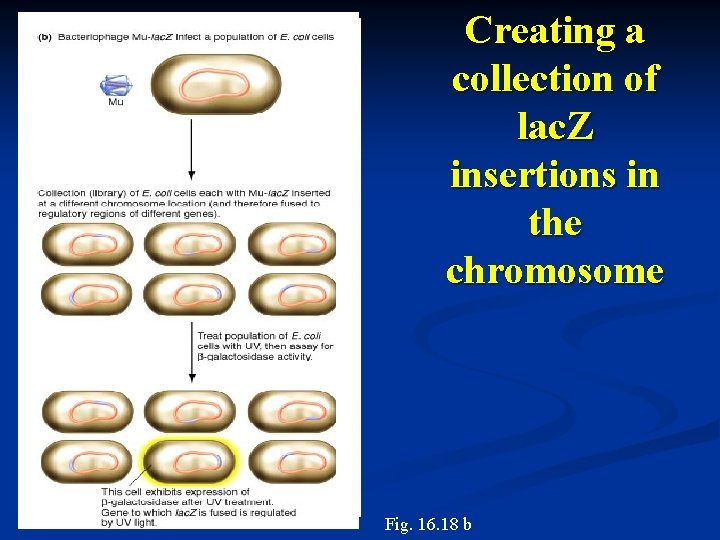 Creating a collection of lac. Z insertions in the chromosome Fig. 16. 18 b