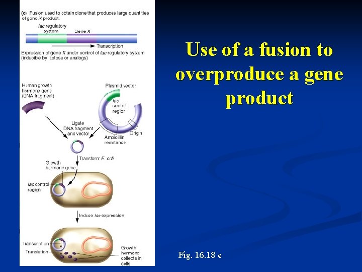 Use of a fusion to overproduce a gene product Fig. 16. 18 c 
