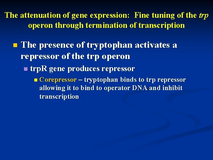 The attenuation of gene expression: Fine tuning of the trp operon through termination of