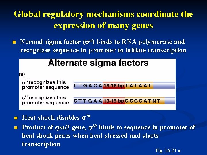 Global regulatory mechanisms coordinate the expression of many genes n n n Normal sigma