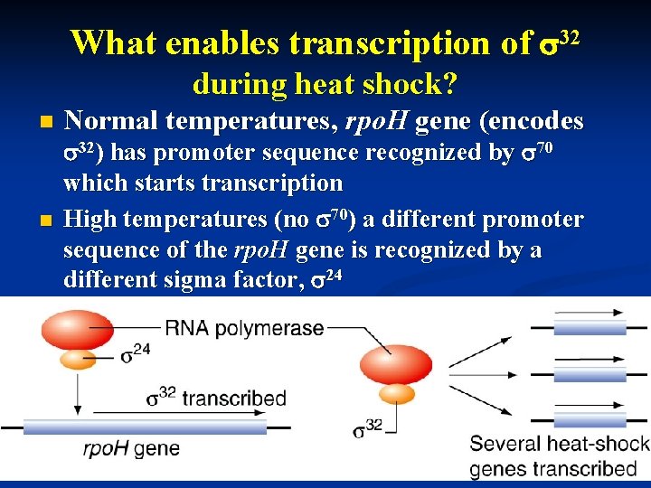 What enables transcription of s 32 during heat shock? n n Normal temperatures, rpo.