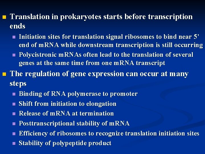 n Translation in prokaryotes starts before transcription ends n n n Initiation sites for
