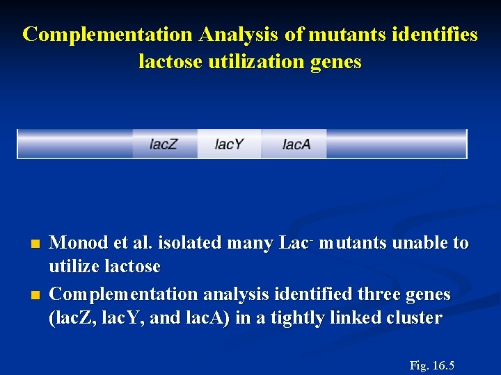Complementation Analysis of mutants identifies lactose utilization genes n n Monod et al. isolated