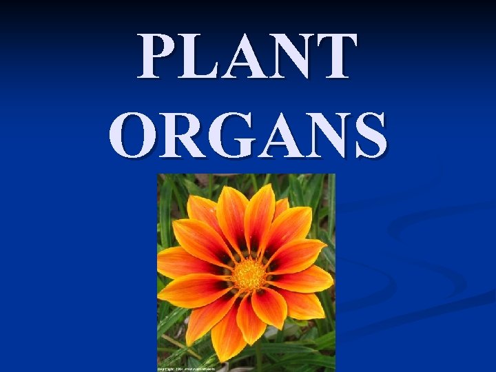 PLANT ORGANS 