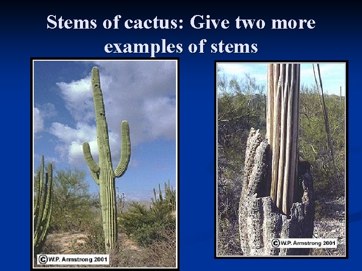 Stems of cactus: Give two more examples of stems 