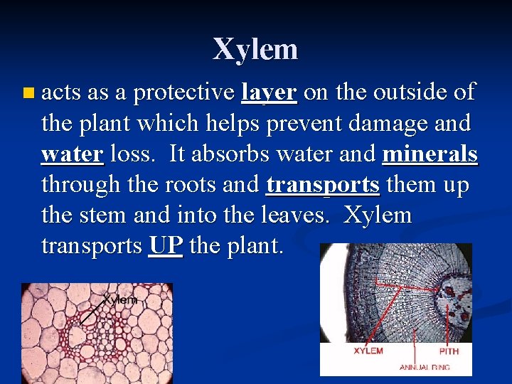 Xylem n acts as a protective layer on the outside of the plant which