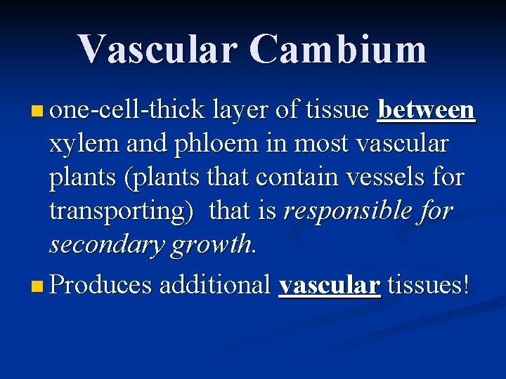 Vascular Cambium n one-cell-thick layer of tissue between xylem and phloem in most vascular