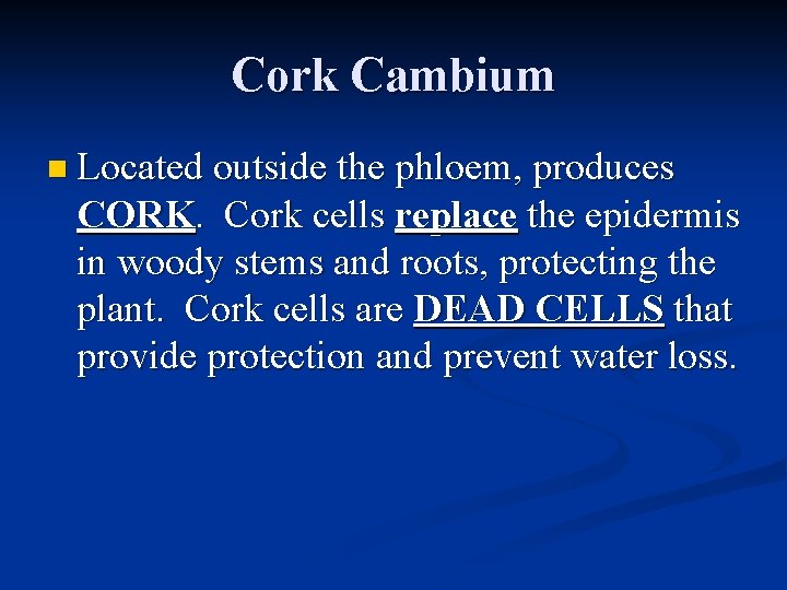 Cork Cambium n Located outside the phloem, produces CORK. Cork cells replace the epidermis