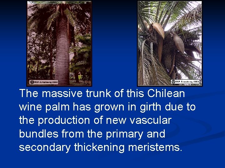  The massive trunk of this Chilean wine palm has grown in girth due