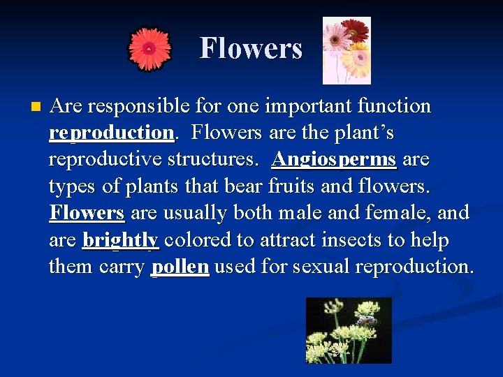 Flowers n Are responsible for one important function reproduction. Flowers are the plant’s reproductive