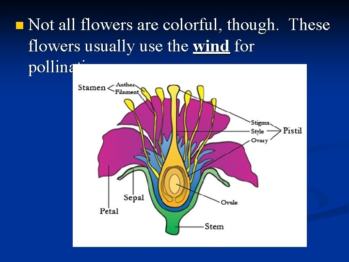 n Not all flowers are colorful, though. flowers usually use the wind for pollination.