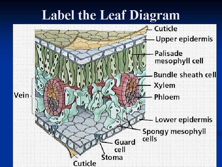 Label the Leaf Diagram 