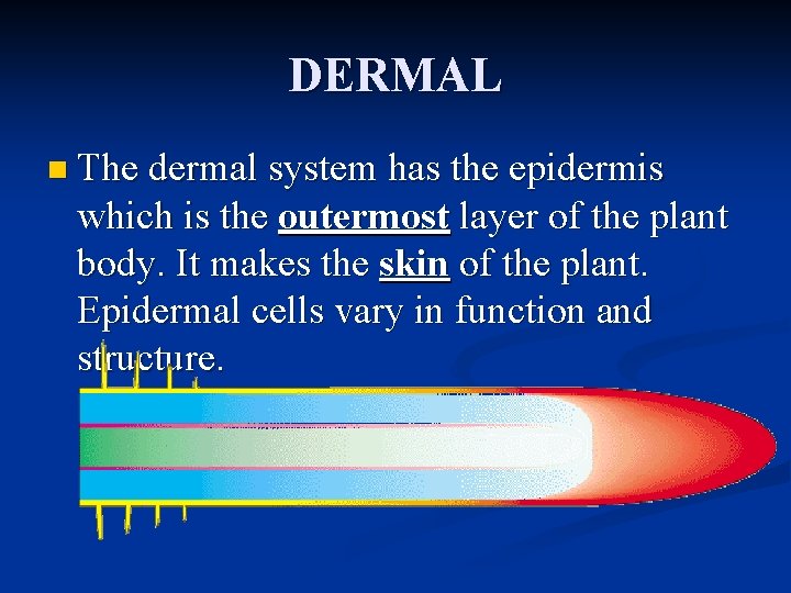 DERMAL n The dermal system has the epidermis which is the outermost layer of