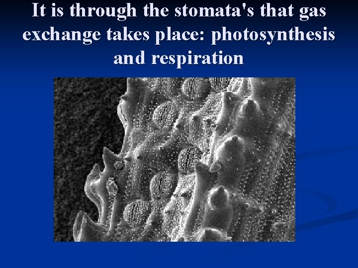 It is through the stomata's that gas exchange takes place: photosynthesis and respiration 