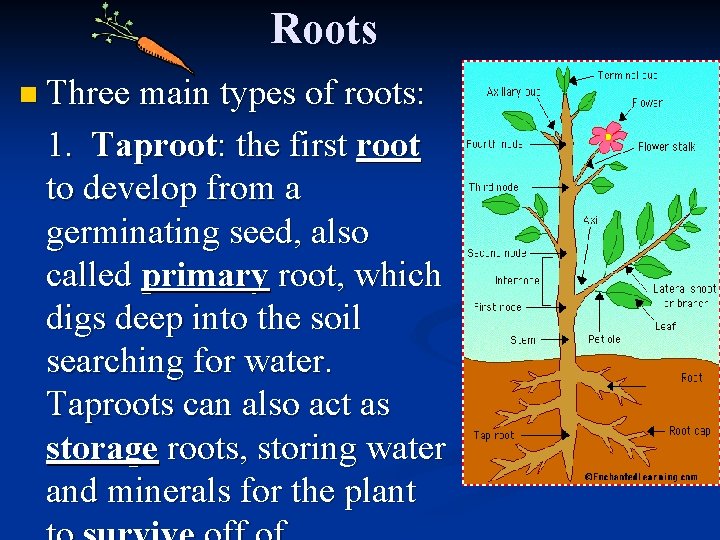 Roots n Three main types of roots: 1. Taproot: the first root to develop
