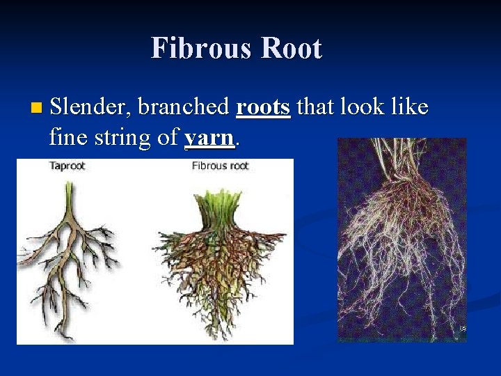 Fibrous Root n Slender, branched roots that look like fine string of yarn. 