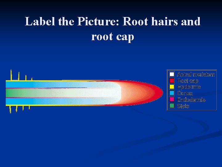 Label the Picture: Root hairs and root cap 