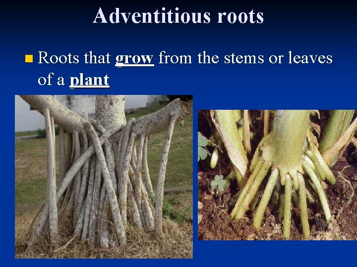 Adventitious roots n Roots that grow from the stems or leaves of a plant