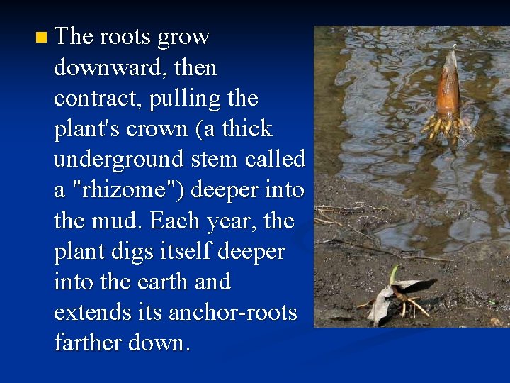 n The roots grow downward, then contract, pulling the plant's crown (a thick underground