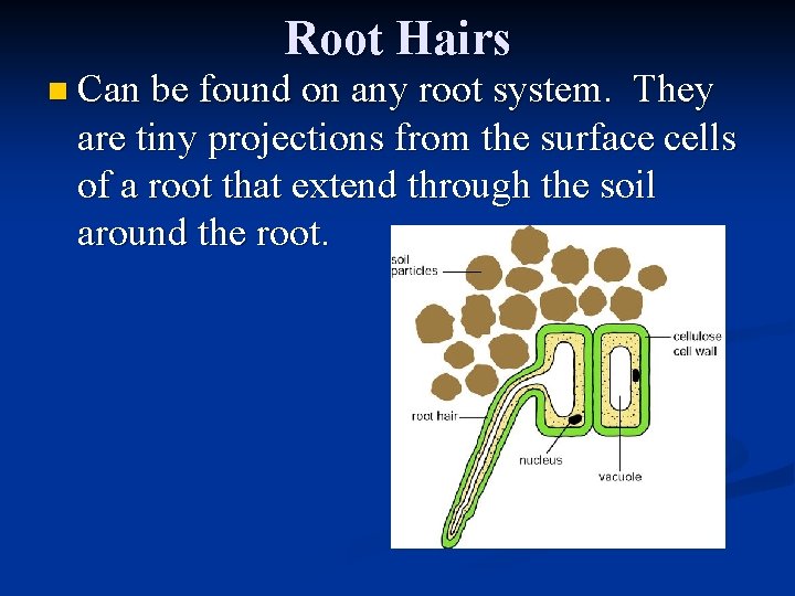 Root Hairs n Can be found on any root system. They are tiny projections