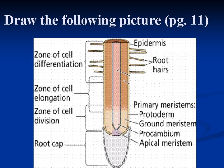 Draw the following picture (pg. 11) 