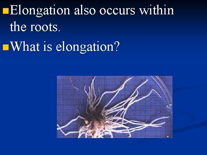 n Elongation also occurs within the roots. n What is elongation? 