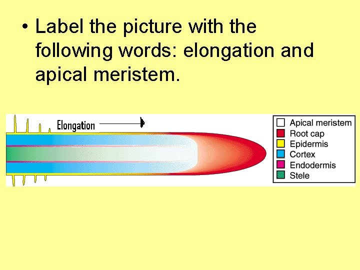  • Label the picture with the following words: elongation and apical meristem. 
