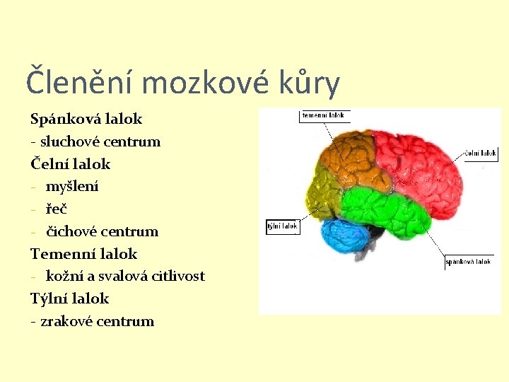 Členění mozkové kůry Spánková lalok - sluchové centrum Čelní lalok - myšlení - řeč