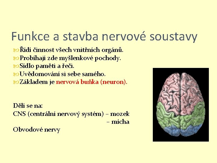 Funkce a stavba nervové soustavy Řídí činnost všech vnitřních orgánů. Probíhají zde myšlenkové pochody.