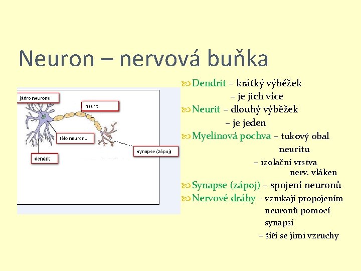 Neuron – nervová buňka Dendrit – krátký výběžek – je jich více Neurit –