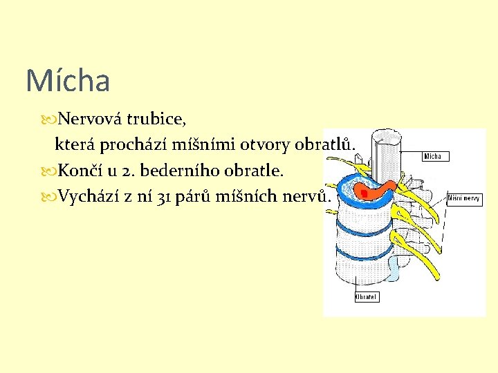 Mícha Nervová trubice, která prochází míšními otvory obratlů. Končí u 2. bederního obratle. Vychází