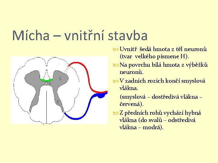 Mícha – vnitřní stavba Uvnitř šedá hmota z těl neuronů (tvar velkého písmene H).