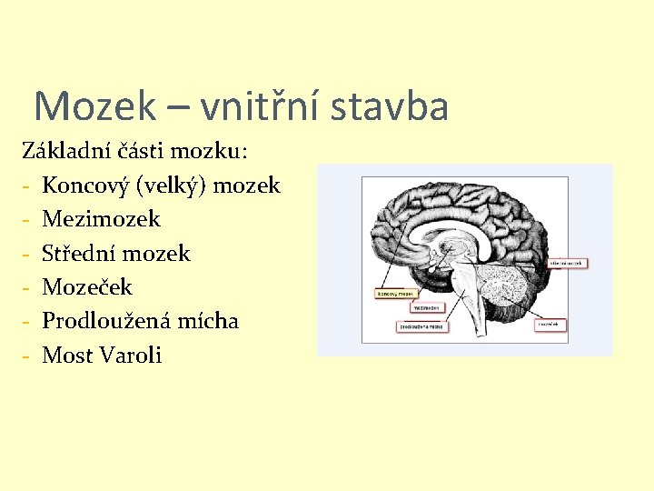 Mozek – vnitřní stavba Základní části mozku: - Koncový (velký) mozek - Mezimozek -