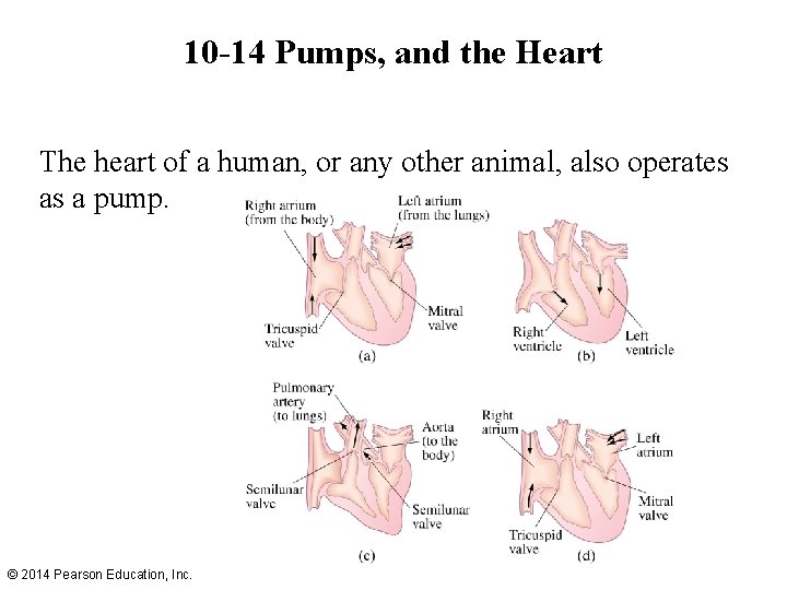 10 -14 Pumps, and the Heart The heart of a human, or any other 10 -14 Pumps, and the Heart The heart of a human, or any other