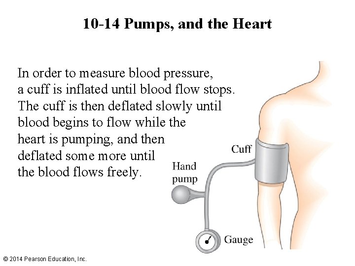 10 -14 Pumps, and the Heart In order to measure blood pressure, a cuff 10 -14 Pumps, and the Heart In order to measure blood pressure, a cuff