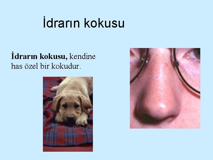 İdrarın kokusu, kendine has özel bir kokudur. 