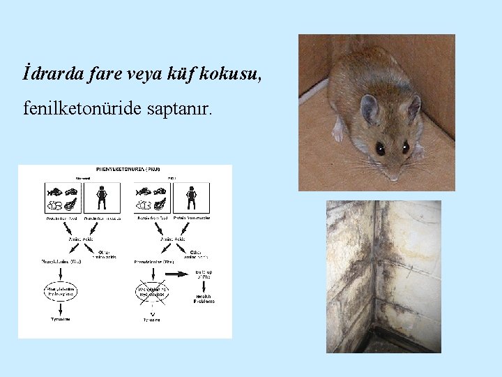 İdrarda fare veya küf kokusu, fenilketonüride saptanır. 