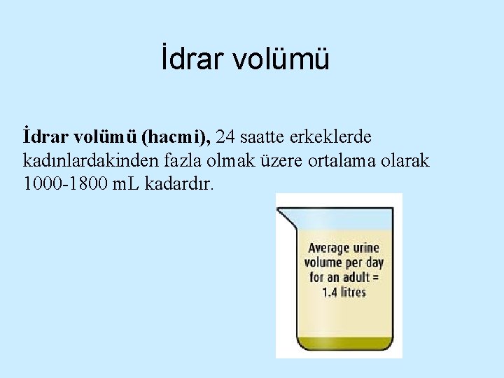 İdrar volümü (hacmi), 24 saatte erkeklerde kadınlardakinden fazla olmak üzere ortalama olarak 1000 -1800