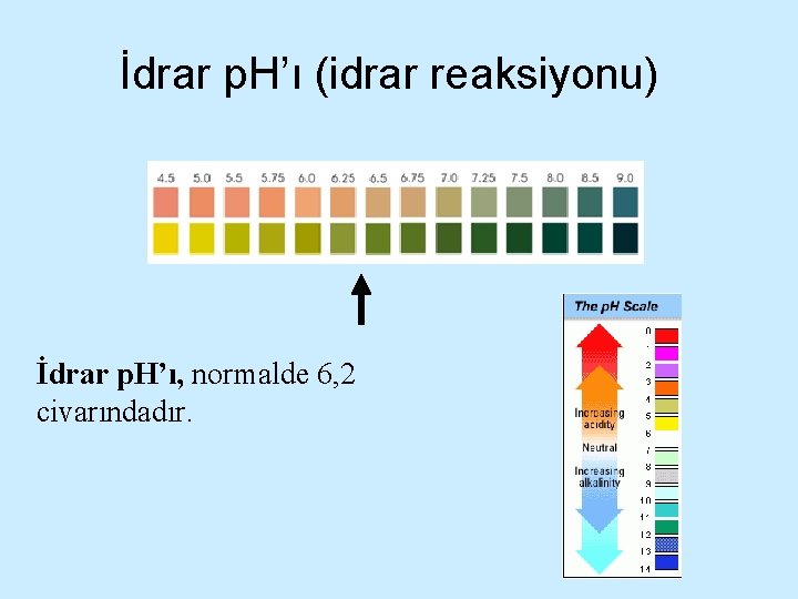 İdrar p. H’ı (idrar reaksiyonu) İdrar p. H’ı, normalde 6, 2 civarındadır. 