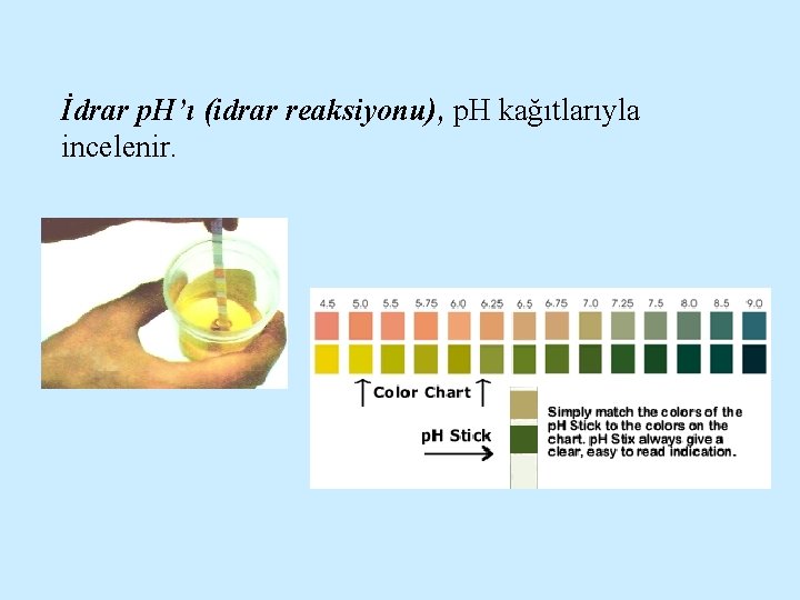 İdrar p. H’ı (idrar reaksiyonu), p. H kağıtlarıyla incelenir. 