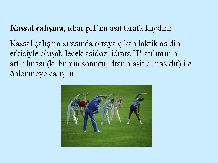 Kassal çalışma, idrar p. H’ını asit tarafa kaydırır. Kassal çalışma sırasında ortaya çıkan laktik